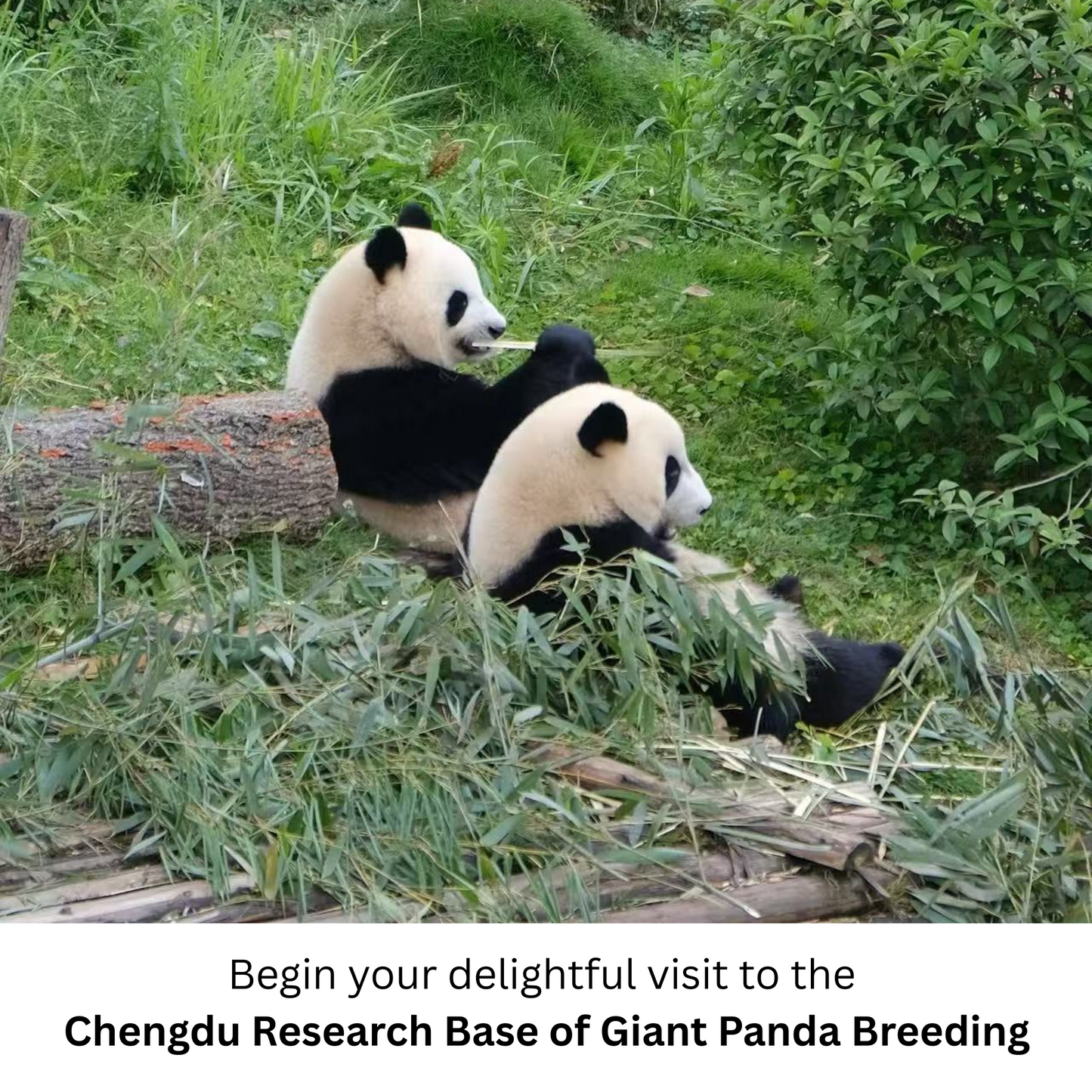 Travel Redemption Voucher (Peak Season): Chengdu 1-day group tour, Panda Base & Leshan Giant Buddha