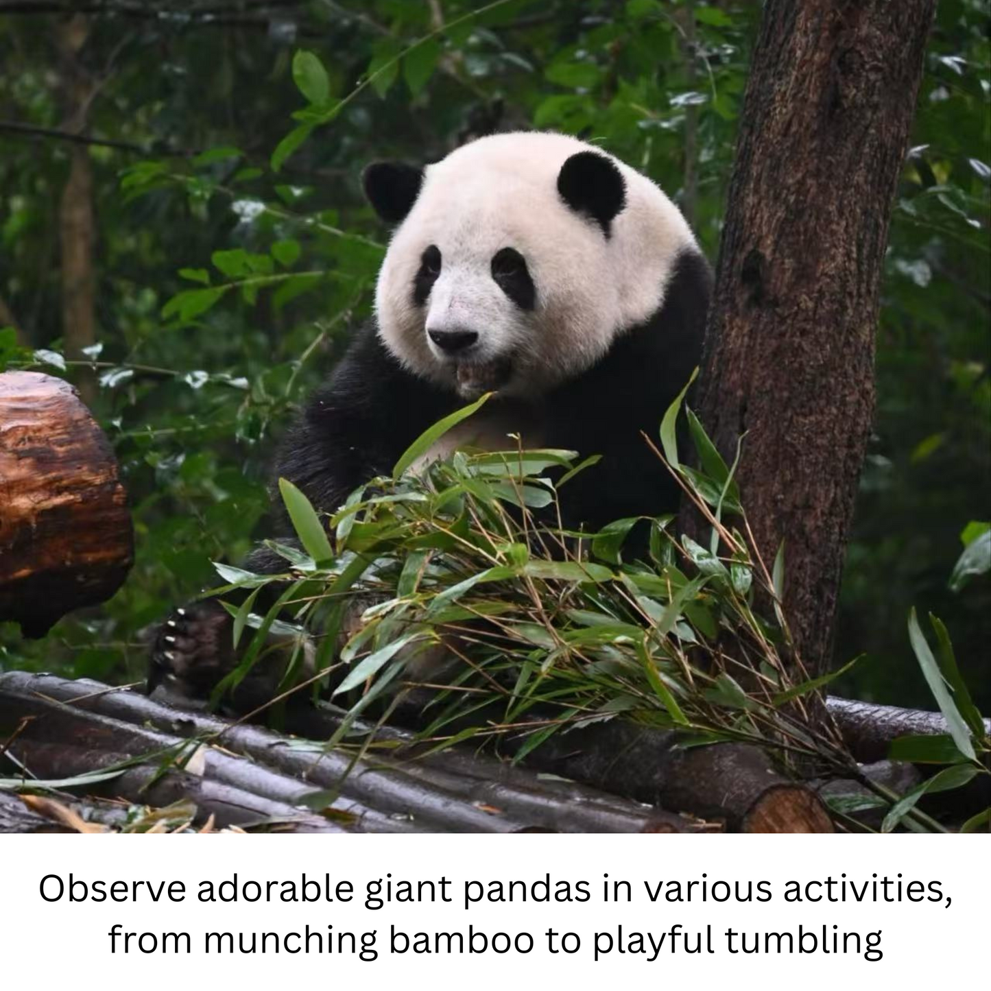 Travel Redemption Voucher (Peak Season): Chengdu 1-day group tour, Panda Base & Leshan Giant Buddha